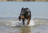 BEAUCERON 667